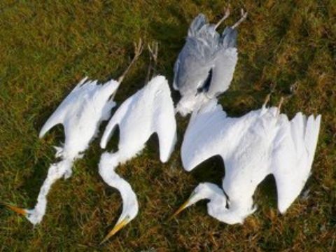 Unos 700 cisnes encontrados muertos en una reserva natural en Kazajistán