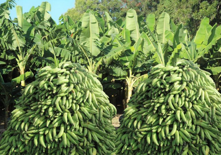Presidente Abinader crea Comisión Dominicana del Plátano