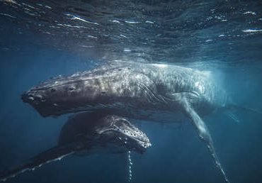 Especialistas descubren cómo las ballenas barbadas logran cantar bajo el agua