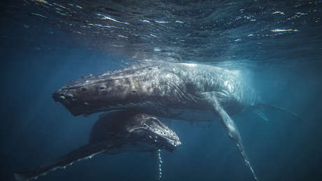 Especialistas descubren cómo las ballenas barbadas logran cantar bajo el agua