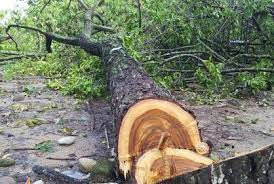 Proedemaren y SENPA incautan troncos del árbol de guaconejo 