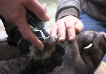 La pedicura para cerdos, el "exitoso" negocio de una quiosquera en Francia