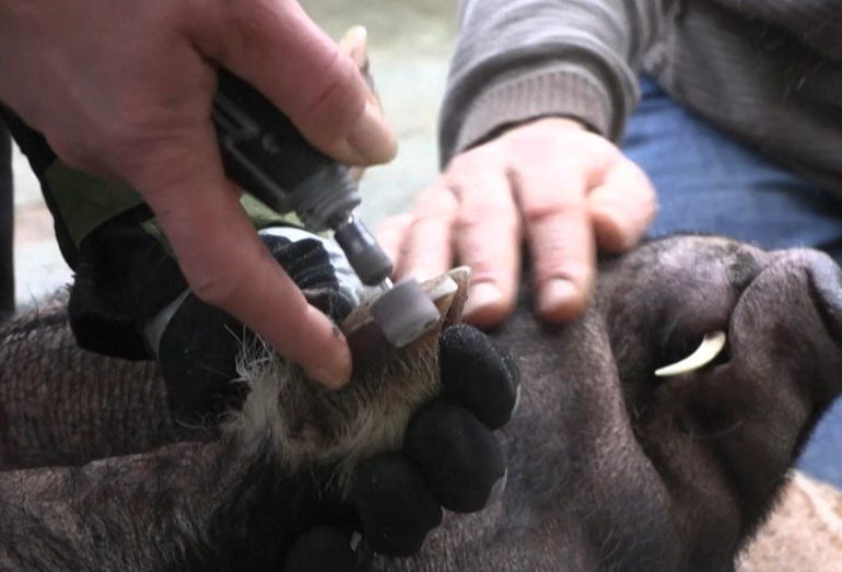 La pedicura para cerdos, el "exitoso" negocio de una quiosquera en Francia