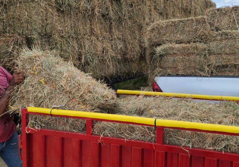 Gobierno envía pacas de hierbas a ganaderos de María Trinidad Sánchez y Espaillat