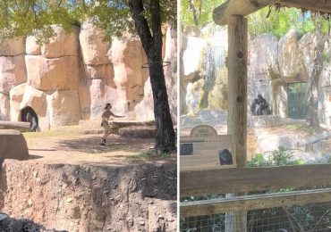 Angustioso momento de empleados de un zoológico atrapados en el recinto de un agitado gorila
