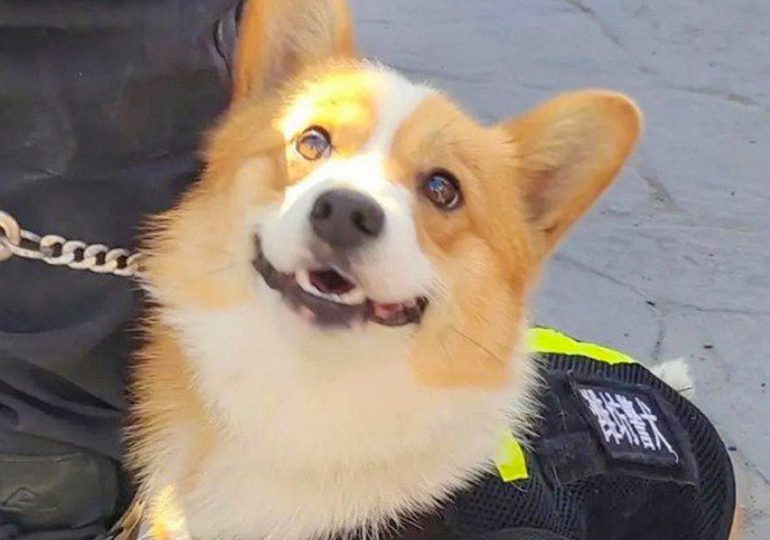 Conozca a Fu Zai, el primer perro policía corgi de China