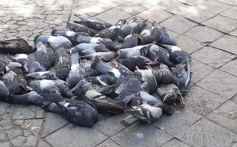 Desaprensivos envenenan palomas en el Parque de la Biblia de San Pedro de Macorís