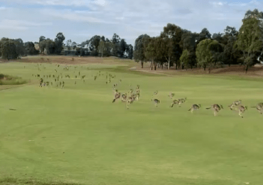 Una manada de canguros invade un campo de golf en pleno partido