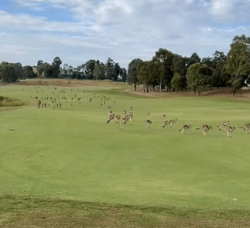 Una manada de canguros invade un campo de golf en pleno partido