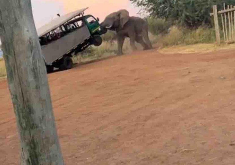 El impactante momento en que un elefante levanta camión de safari