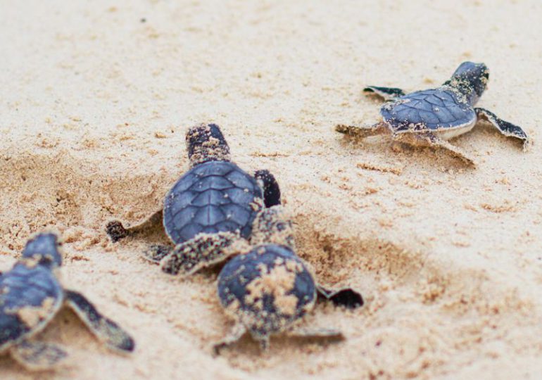 Fundación Eco-Bahia de Grupo Piñero hace posible el nacimiento de más de 191,500 crías de tortugas marinas