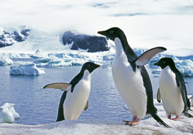 Base antártica busca reclutar "contador de pingüinos"