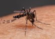 Antes de los Juegos, Francia registra un récord de casos importados de dengue