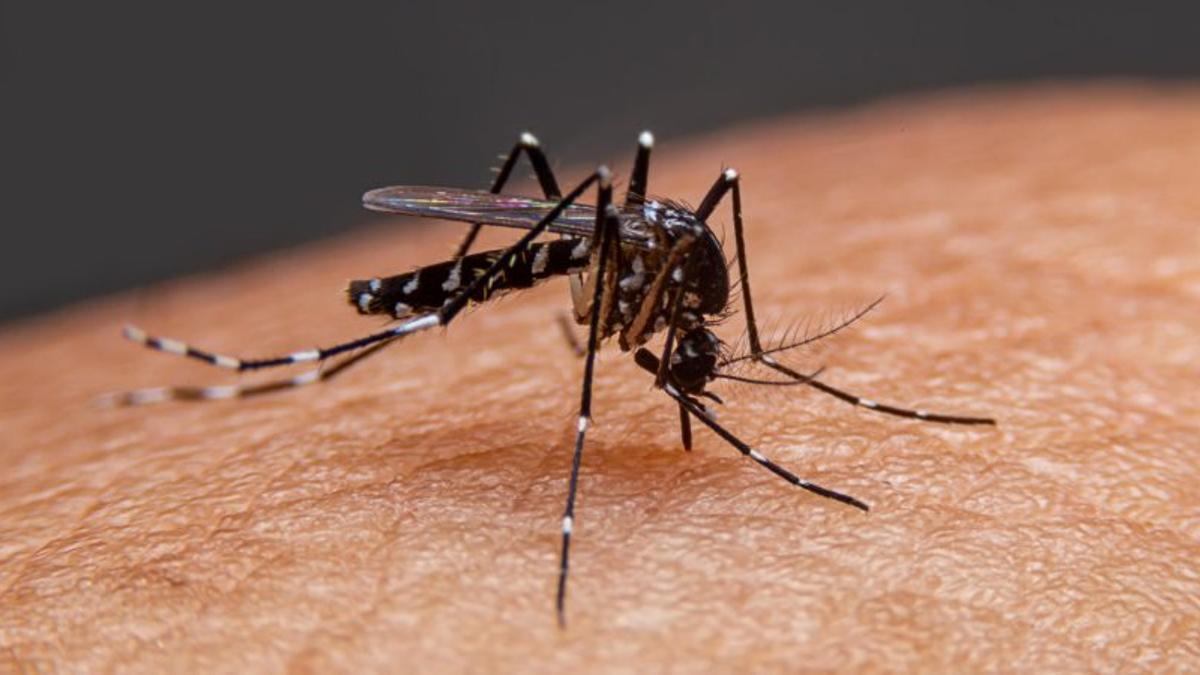 A l'approche des Jeux, la France a enregistré un nombre record de cas de dengue importés