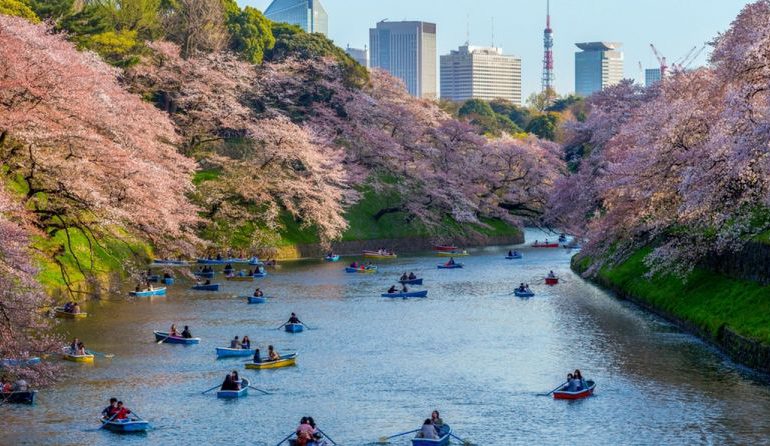 La floración plena del cerezo, espectáculo para turistas y locales en Tokio
