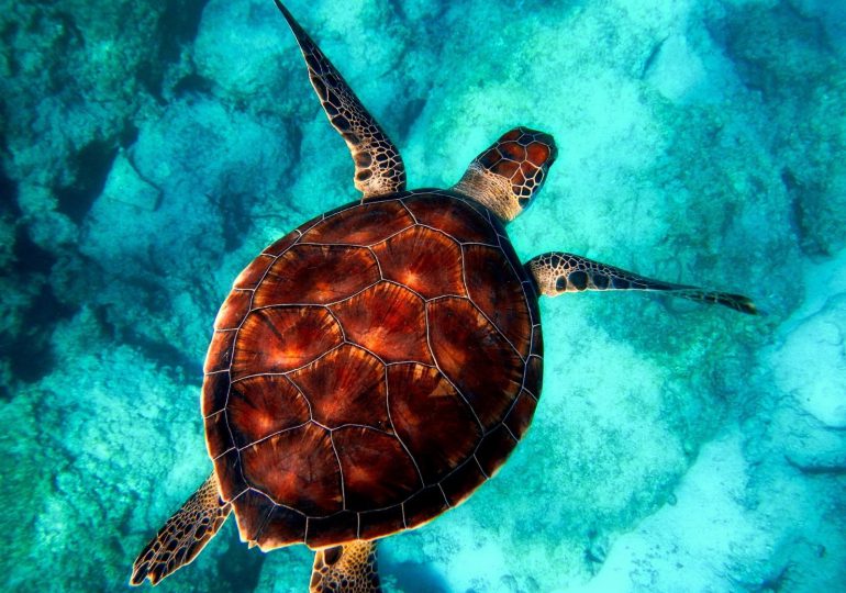 Medio Ambiente establece área protegida marina para tortugas en Laguna Arrecifal de Bávaro