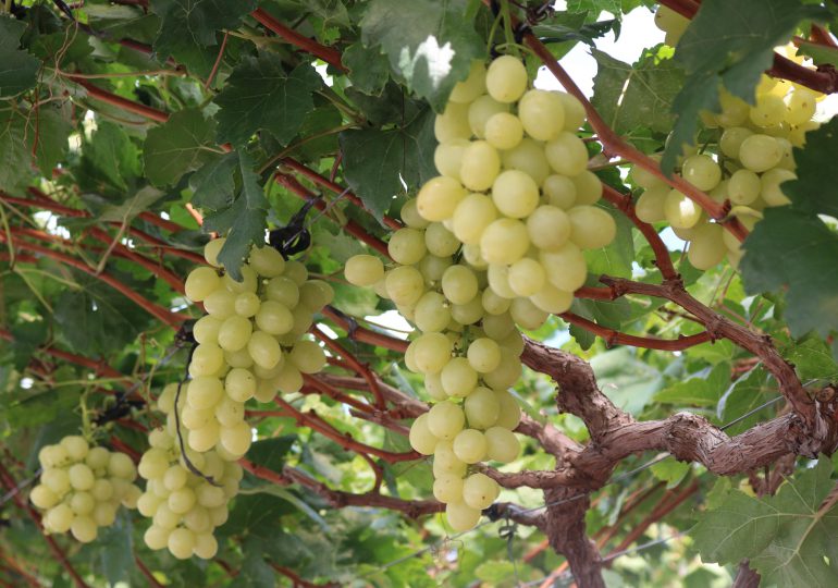 Empieza en Baní cosecha de uvas de mesa de alto valor genético en RD