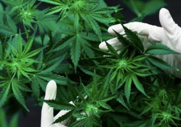La legalización del cannabis aún es una excepción en el mundo
