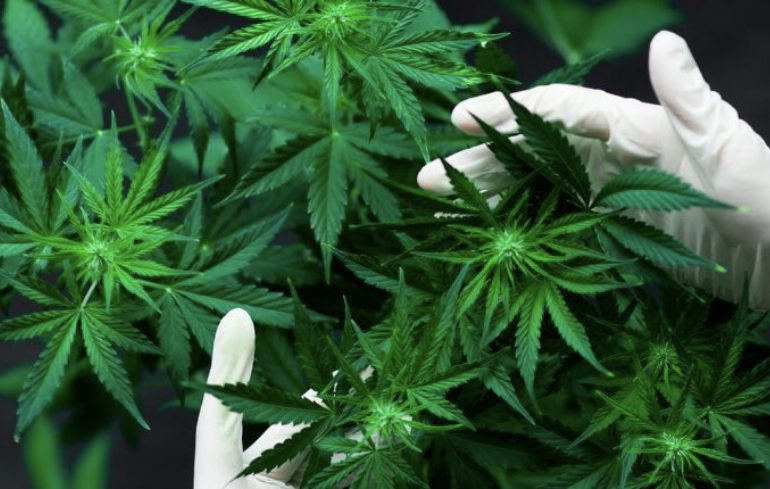 La legalización del cannabis aún es una excepción en el mundo