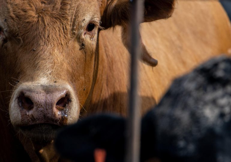 EEUU detecta su primer caso humano de gripe aviar transmitido por una vaca lechera