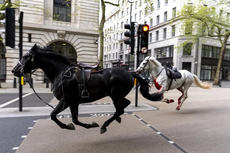 Cuatro heridos por caballos del ejército que se escaparon en el centro de Londres
