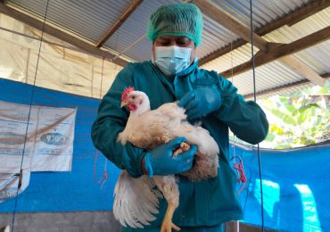 La transmisión de la gripe aviar al hombre es una "gran preocupación", advierte la OMS