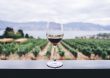 La producción mundial de vino cayó un 10% en 2023, según la Organización Internacional de la Viña y el Vino