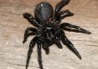 Decomisan más de mil arañas venenosas en Francia