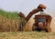 Brasil se consolida como mayor productor mundial de azúcar tras zafra histórica
