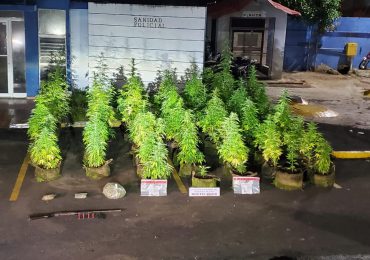 Decomisan 47 matas de presunta marihuana cultivadas en el techo de una vivienda en Puerto Plata