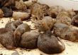 La hepatitis E de las ratas, una “enfermedad rara”, se está propagando en España