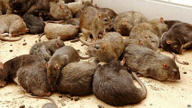 La hepatitis E de las ratas, una "enfermedad rara", se está propagando en España