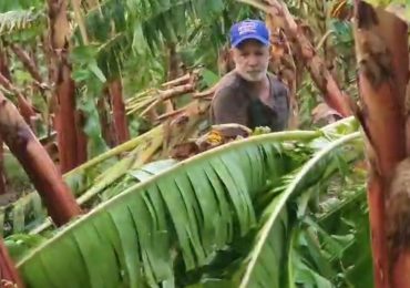 Ventarrón destruye cientos de plantas de plátanos en Montecristi