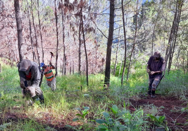 Medio Ambiente planta árboles en área afectada por incendio del parque José del Carmen Ramírez