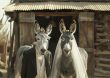 Casan a dos burros para concienciar del riesgo de extinción de estos animales