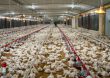 Gobierno dispone programa de pignoración por más de RD$900 millones por excedente de producción de pollos
