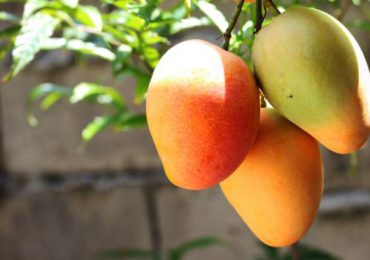 RD busca exportar 32 millones de kilogramos de mango en 2024