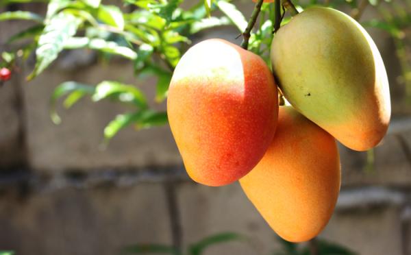 RD busca exportar 32 millones de kilogramos de mango en 2024