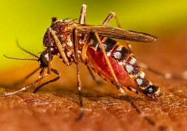 Cambio climático podría incrementar brotes de dengue