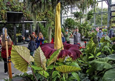 Una ‘flor cadáver’ o ‘pene de titán’ atrae curiosos en un jardín botánico belga