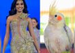Los mejores memes de Miss República Dominicana Universo 2024