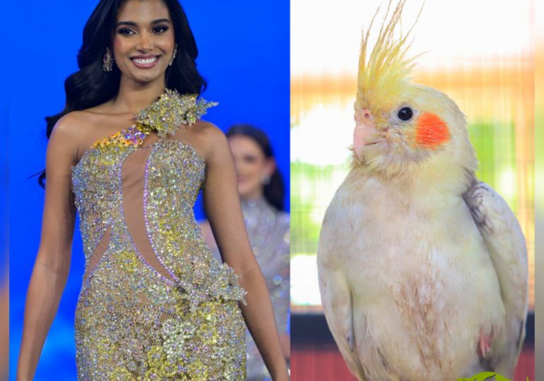 Los mejores memes de Miss República Dominicana Universo 2024