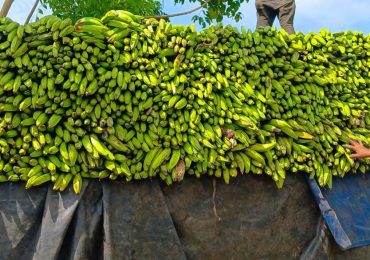 Inespre inicia compra 14 millones de plátanos a productores afectados por ventarrón en Salcedo