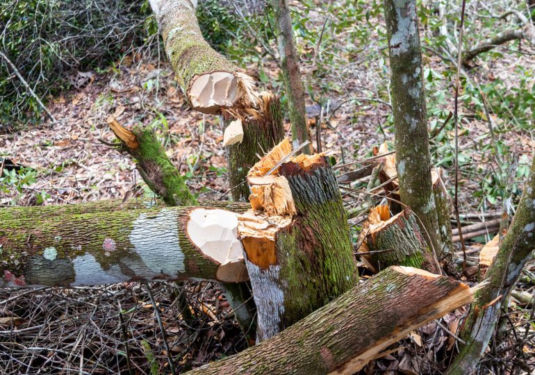 Medio Ambiente apresa a un hombre por depredar bosque en el Parque Nacional Nalga de Maco