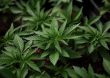 EEUU propone reclasificar a la marihuana como droga de bajo riesgo