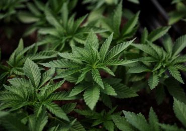 EEUU propone reclasificar a la marihuana como droga de bajo riesgo