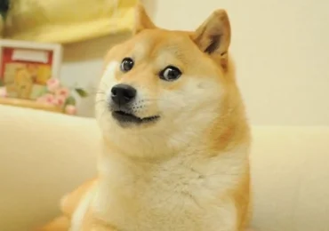 Muere Kabosu, la perrita japonesa de los memes virales Doge