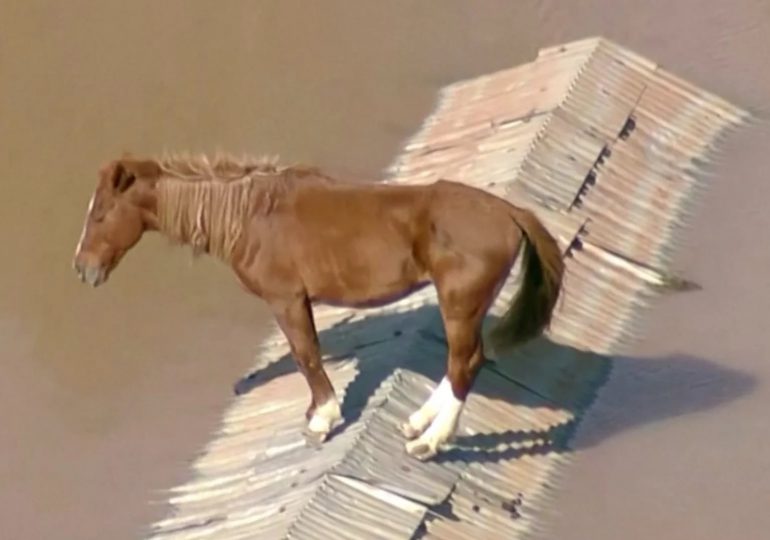 Emotivo rescate: el dramático salvamento de 'Caramelo', el caballo atrapado en un techo tras inundaciones en Brasil