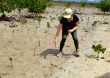 Fundación REDDOM invertirá recursos de Caribbean Biodiversity Fund para habilitar 500 hectáreas de mangles en Samaná