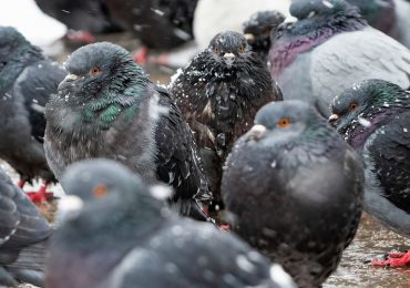 Singapur sacrificará palomas utilizando dióxido de carbono